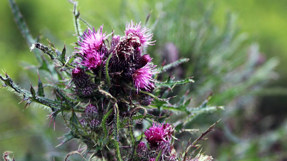 bdsm plants for pain, image of a thistle