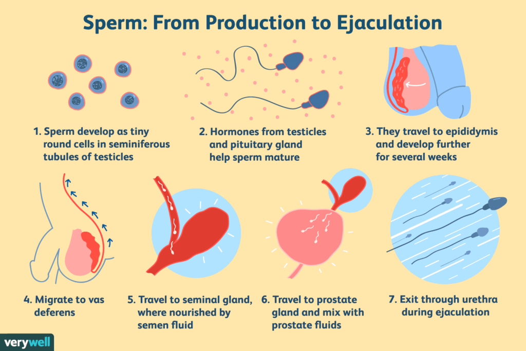 Sperm Health: Find Out What's Ailing Your Swimmers