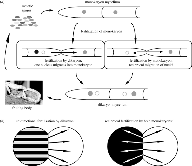 Split-gill mushrooms – fungi with thousands of sexes