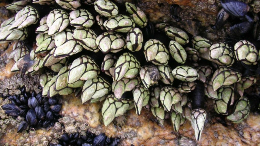 Darwin's obsession with barnacle penises now makes sense | Mental Floss