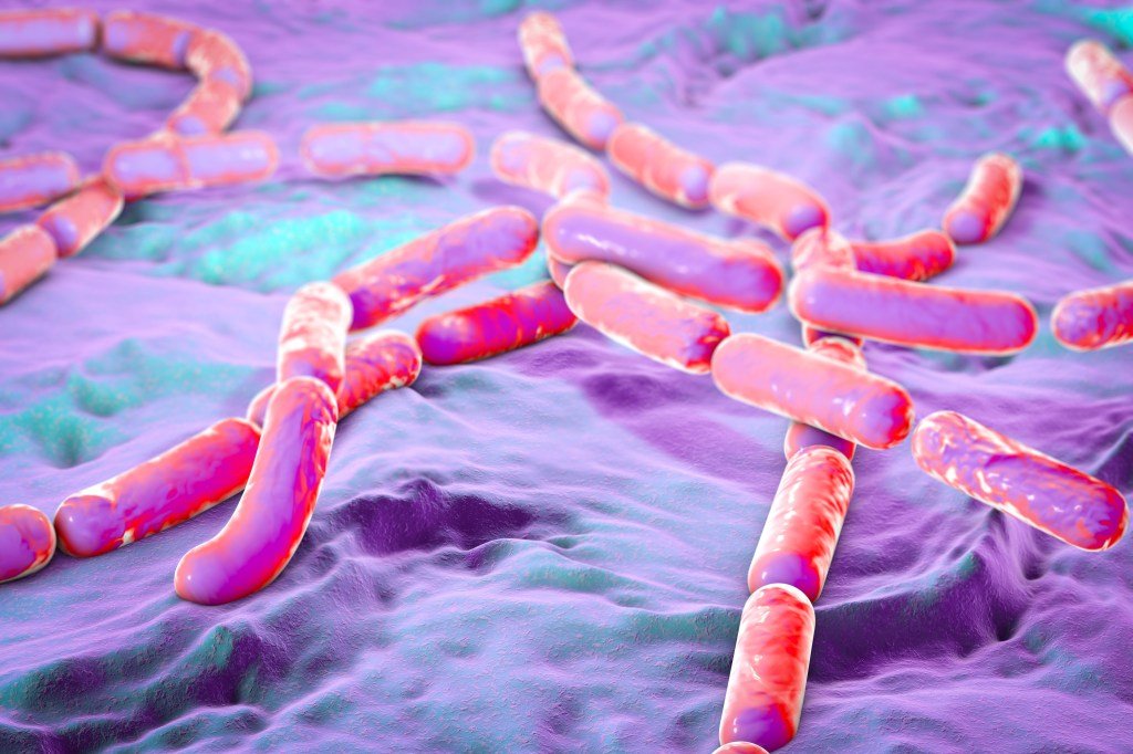 Bacillus cereus is a bacteria found in soil, vegetation and contaminated foods such as heated rice and vegetables.