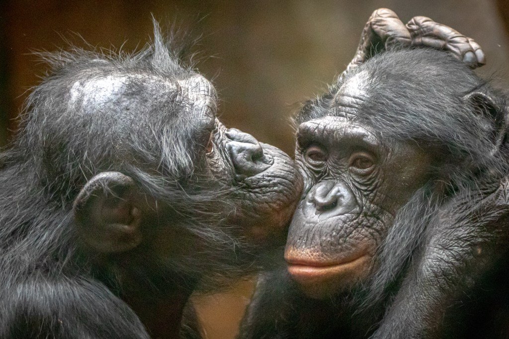 Two bonobos, one kissing the other on the cheek, demonstrating grooming skills