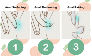 female anal strategies