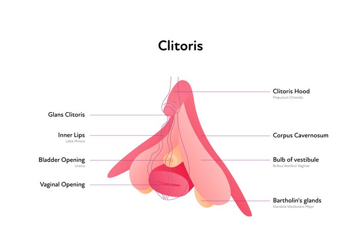Bondara Sex Toy Blog - What is Shallowing? - clitoris diagram