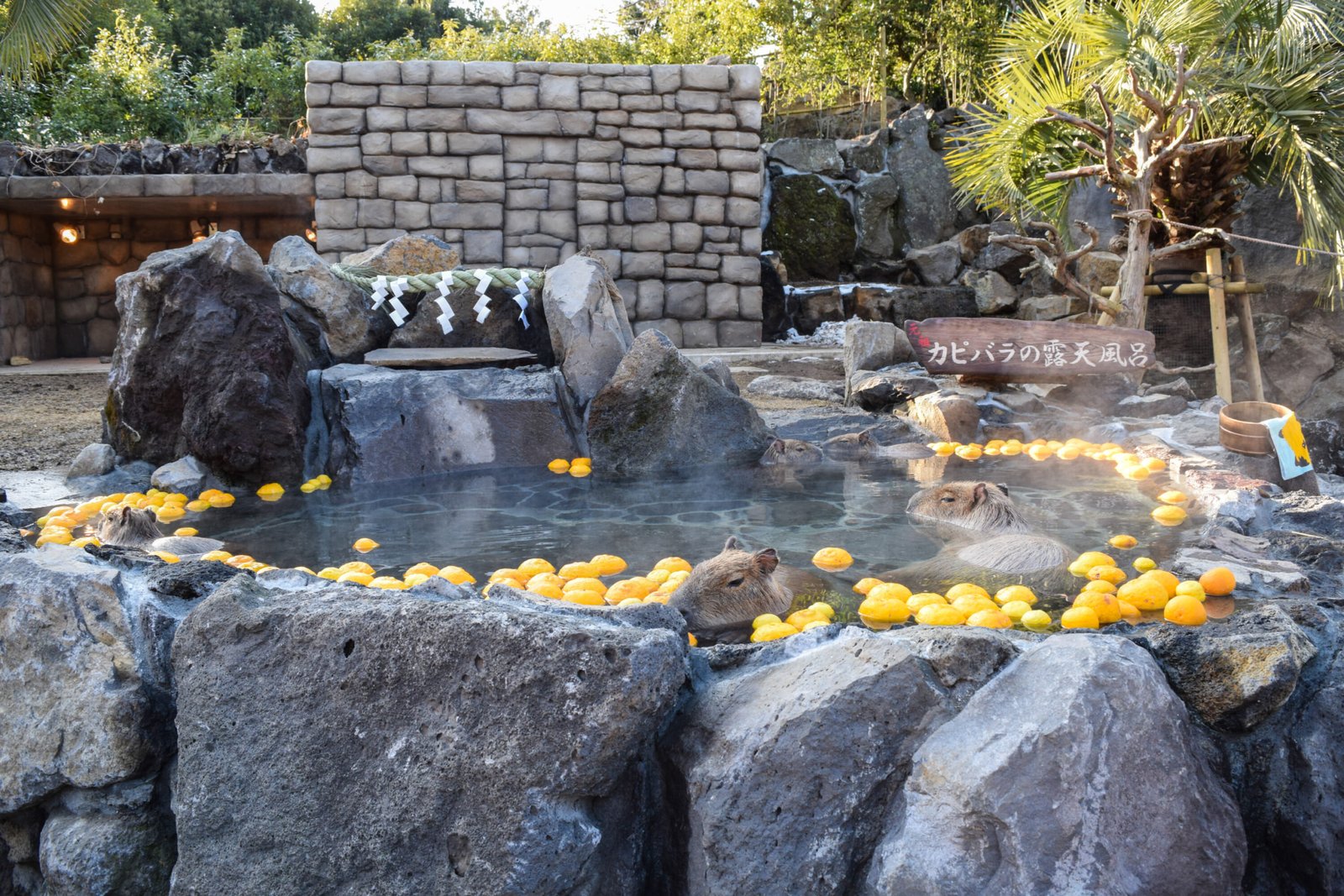 Ask the zoo to take a bath.