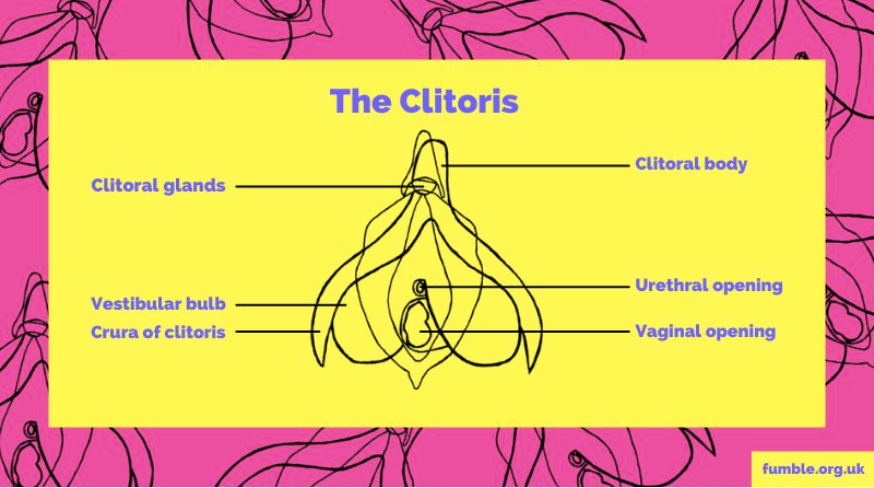 Clitoral anatomy