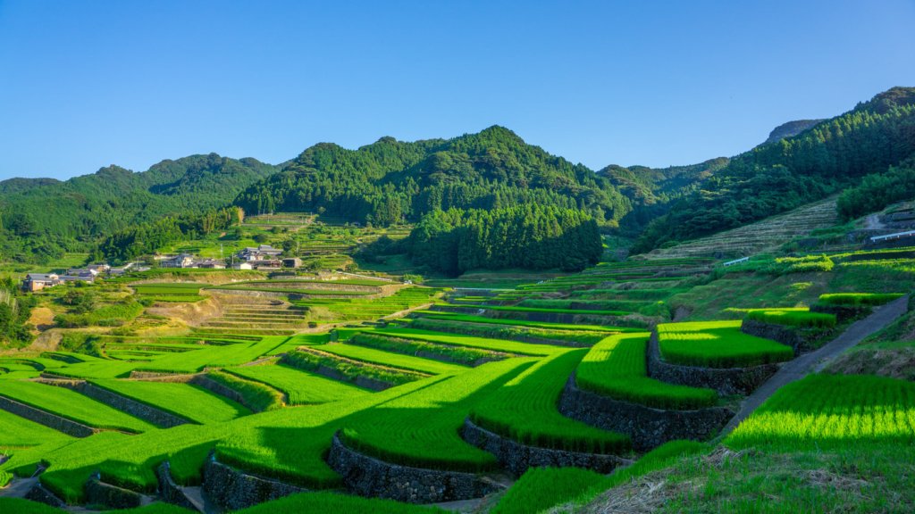 Japanese rice fields