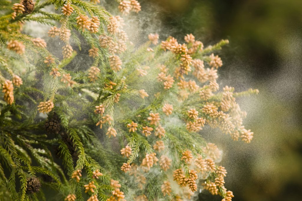 How to defeat hay fever in Japan