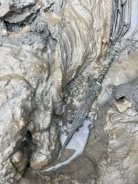 Storm unearths the gorgeous early Iron Age daggers - History