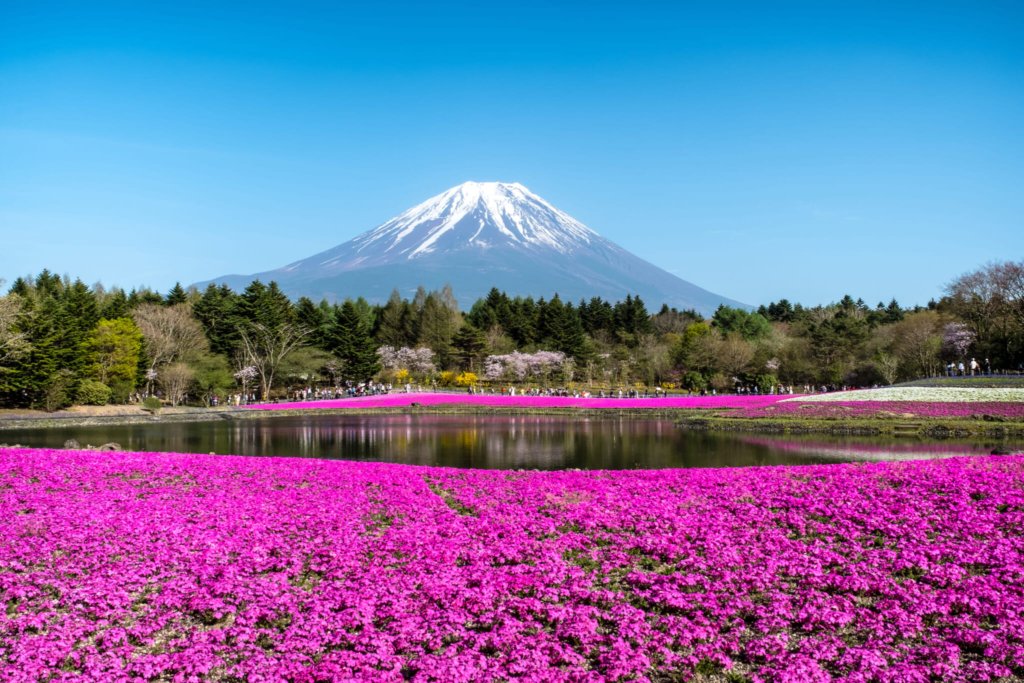 The amazing Japanese flower festival will be visited this spring