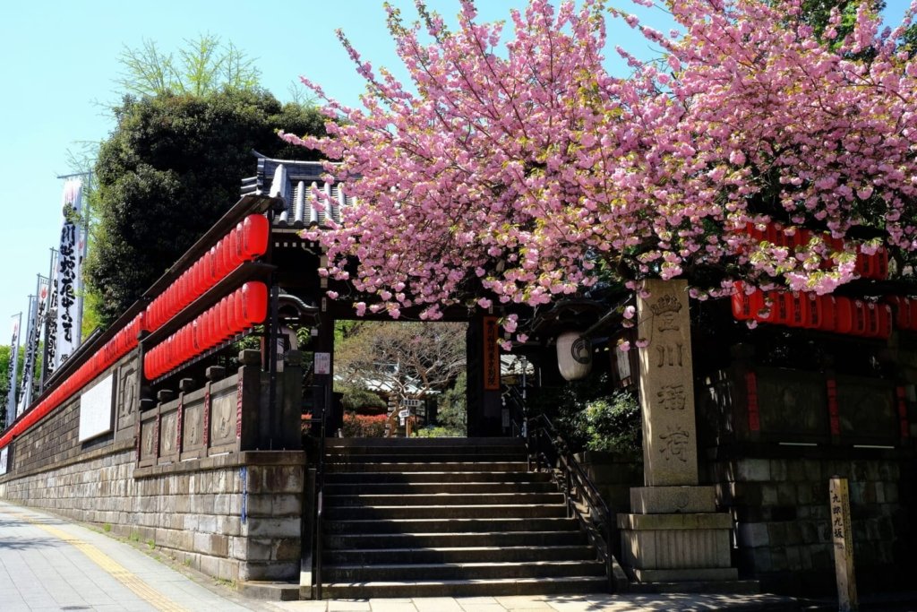 Where to see cherry blossoms near Akasaka in Tokyo