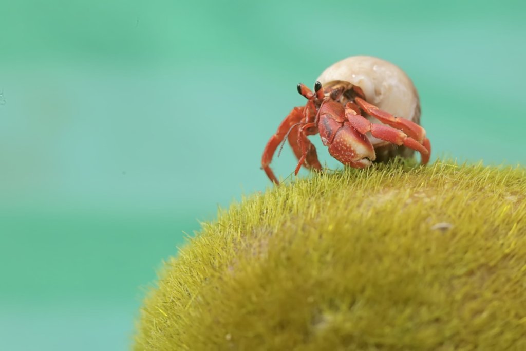 Hermit crab