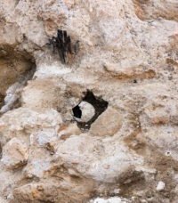 The medal of Pope Paul II found in Veneza Square -