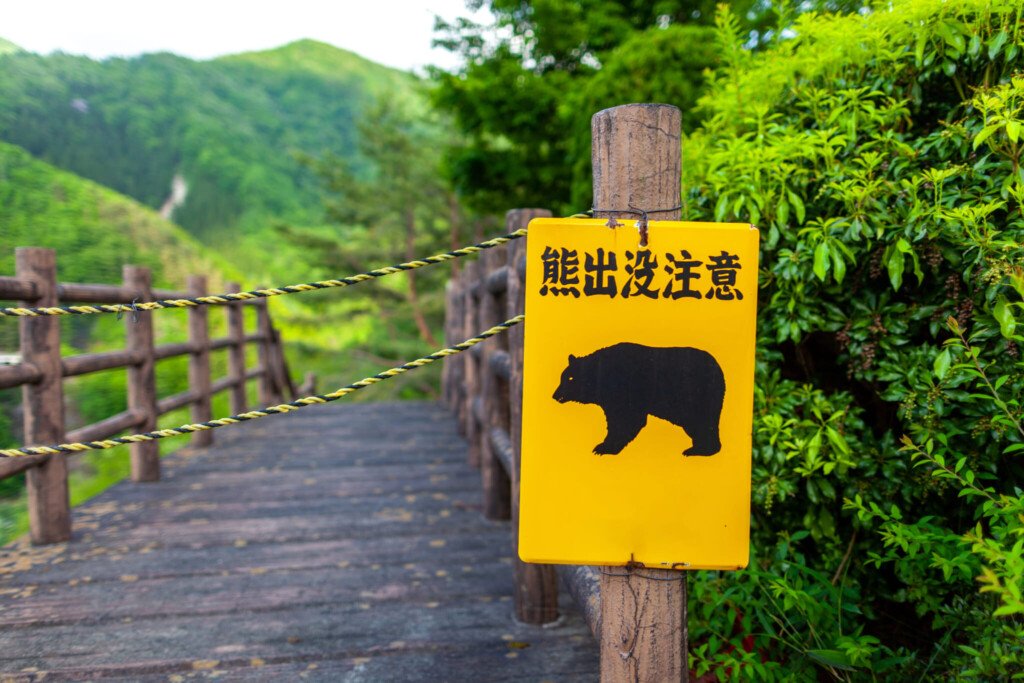 Japan on alert after record-breaking wave of bear attacks