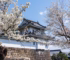 Kyoto Cherry Blossom Season Two-Day Itinerary