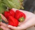 The best strawberries in Tokyo