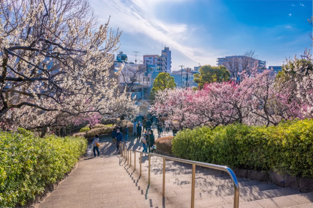 Tokyo and surrounding areas to host plum blossom festival in 2026